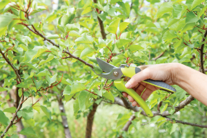 fruit-tree-pruning-in-utah