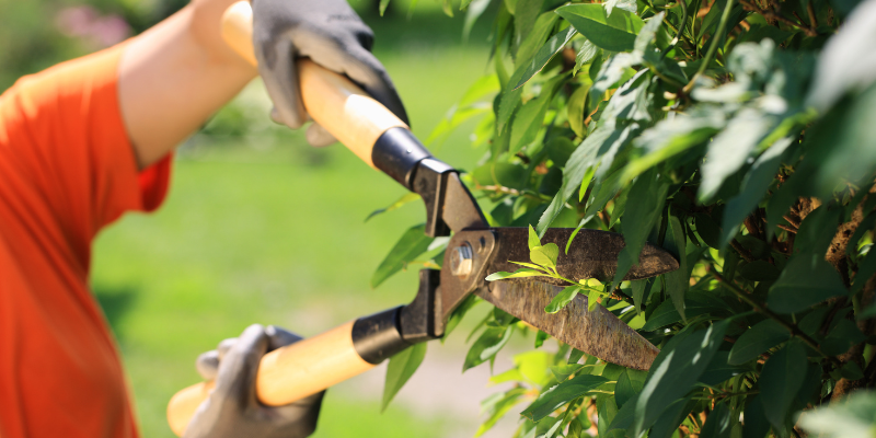 Tree Pruning in Alpine Utah | Bee Garden Landscape