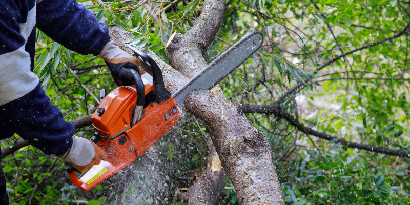 Tree Trimming in Eagle Mountain | Bee Garden Landscape