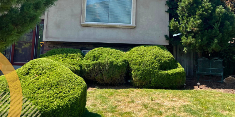 Landscape Company in Murray Utah | Bee Garden Landscape